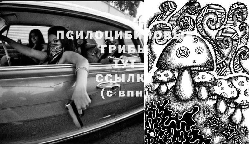 Галлюциногенные грибы Psilocybine cubensis  Новодвинск 